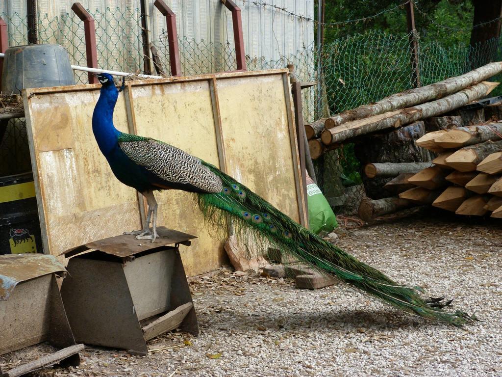 Societa Agricola F.Lli Angelucci Villa Cannara Buitenkant foto